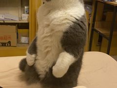 -瑞派·关忠动物医院·异宠专科·犬猫肿瘤·皮肤专科(望京店)