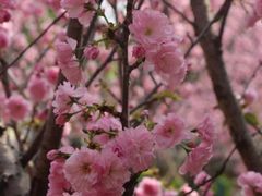 -天适樱花悠乐园