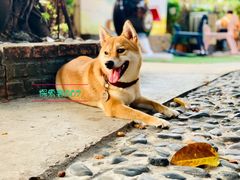 -柴犬高等学院·狗咖·柴犬售卖·宠物训练