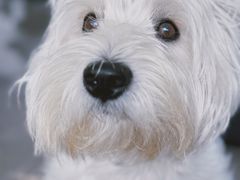 -comecome来吧宠物(奥克斯中心店)