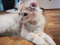 -瞄一喵猫咖(格力海岸店)
