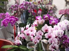 -FEI FEI FLOWER鲜花店·气球派对·宝宝宴布置(虹口德必运动Loft店)