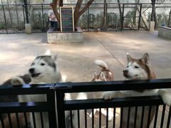 -TrueLove @ Neverland (Husky Cafe)