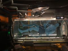 -奥兰多迪士尼动物王国乐园