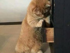 -高庙村(地铁站)