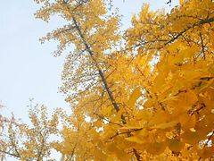 -三里屯东五街银杏大道