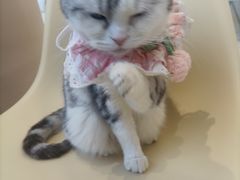 -怪兽屋·羊驼·猫咖·狗咖(俊华广场店)