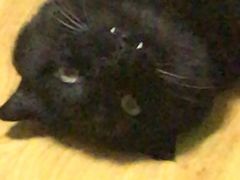 -小伙伴宠物医院•急重症转诊中心·老年专科·犬猫全科(北大街总院)