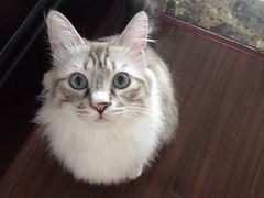 -芭比堂动物医院·犬猫全科·异宠专科(雁塔分院)