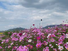 -光明小镇欢乐田园