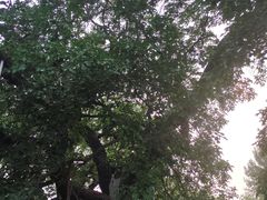 -御林古桑园