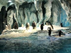 -帝企鹅自助餐厅•儿童岛•真企鹅(长隆企鹅酒店)