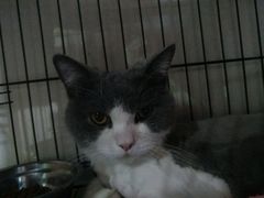 -瑞鹏宠物医院·骨科·猫科·内科(第一中心)