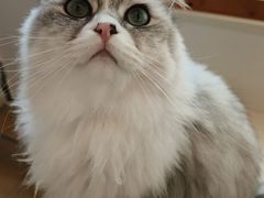 -Let's go狗咖·猫咖·奶狗·桌游(春熙路IFS店)