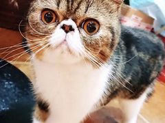 -李小姐の猫咖啡馆(五角场店)