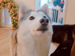 -Husky Go! 哈士奇体验馆·宠物咖啡厅狗咖