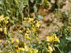 -汉长安城未央宫国家考古遗址公园