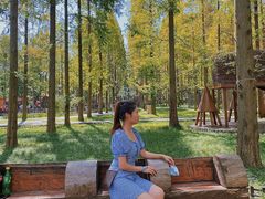 -黄海国家森林公园