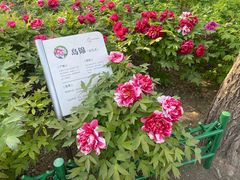 -太阳宫公园