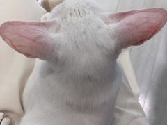 -喵的天空名猫咖啡馆·撸猫·猫舍·用品