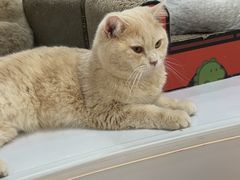 -COLOR PETS 撸猫馆·购猫·猫咖(长风大悦城店)