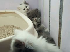 -喵的天空名猫咖啡馆·撸猫·猫舍·用品