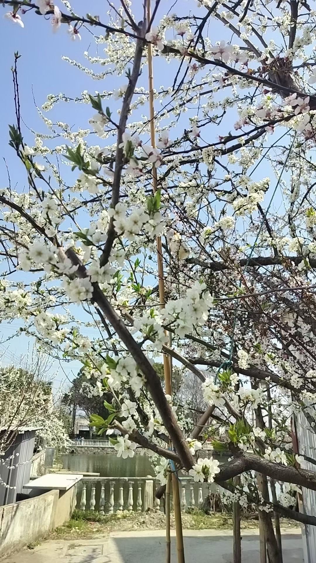 桃花李花竞相开放图片