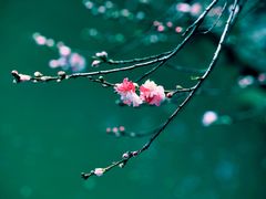 -南汇桃花村