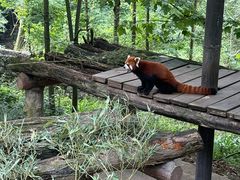 -都江堰中华大熊猫苑