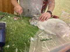 -宠物兔专门店(天丰利市场店)