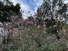 -深圳仙湖植物园