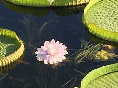 -荷塘月色湿地公园·向阳花洲