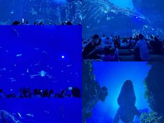-海合安成都极地海洋公园