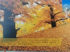 -千年银杏谷文化旅游区