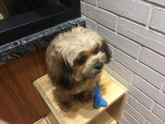 -喵屋coffee