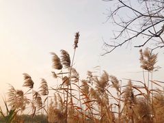 -九里湖国家湿地公园