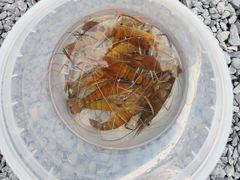-DGE季风钓虾营地·团建·聚会