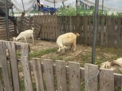 -小鱼草莓采摘园农家乐·小鱼餐厅