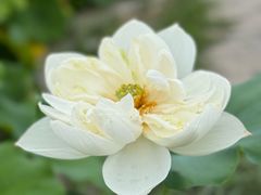 -白洋淀景区