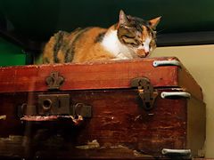 -猫咪博物馆(顶澳仔猫街店)