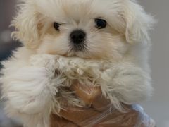 -翊宠yipet猫狗购宠庄园犬舍•猫舍