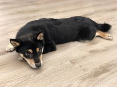 -浣熊柯尔鸭土拨鼠·电玩咖