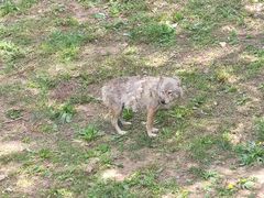 -大连森林动物园