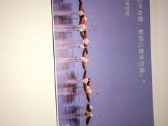 -BLACKSWAN黑天鹅(环球店)