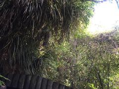 -怀托摩萤火虫洞