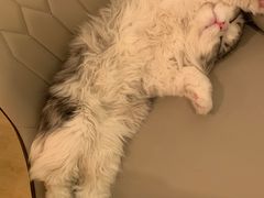 -猫腻·猫咖·撸猫馆(星光大道店)