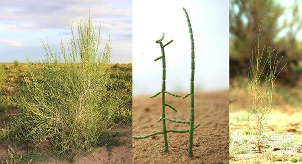 梭梭树,花棒:沙漠并不是生命的禁区,那里-大众点评