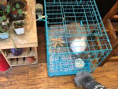 -志龙皇冠吃货椰子铺