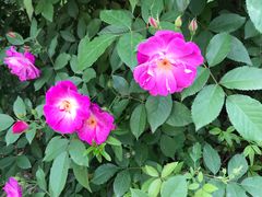-院子餐厅·大锅菜·老杭帮(桥西直街店)