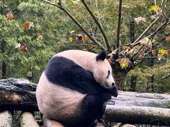 -都江堰中华大熊猫苑